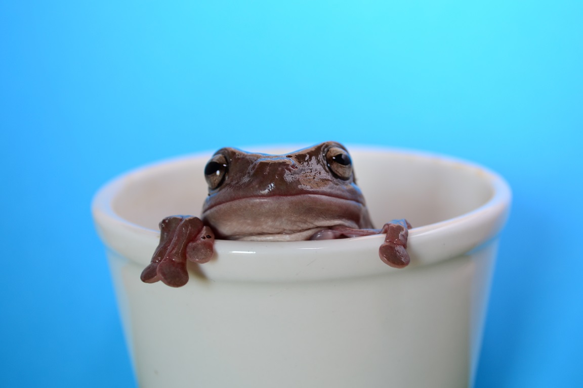 Don’t Be a Prepper Frog: Avoiding the Slow Boil of Complacency