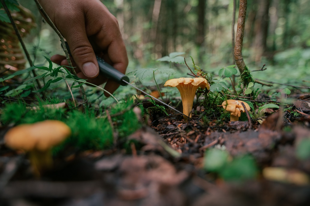 harvesting techniques for wild edible plants and medicinal herbs